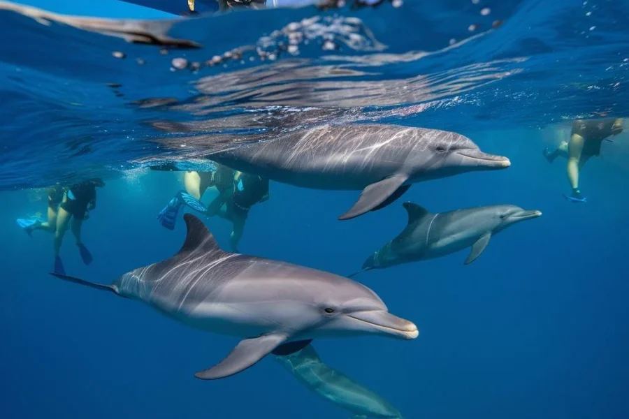 6 Islands Tour With Dolphin Watching & Snorkeling
